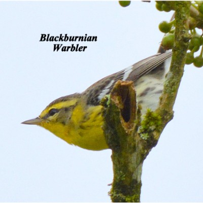 Blackburnian Warbler